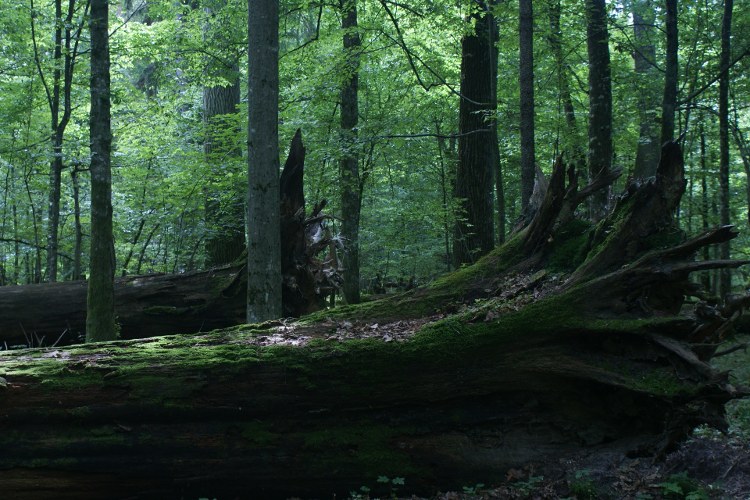 Bialowieza Puszcza