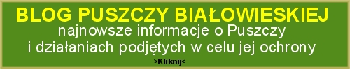 Blog -Puszcza Biaowieska